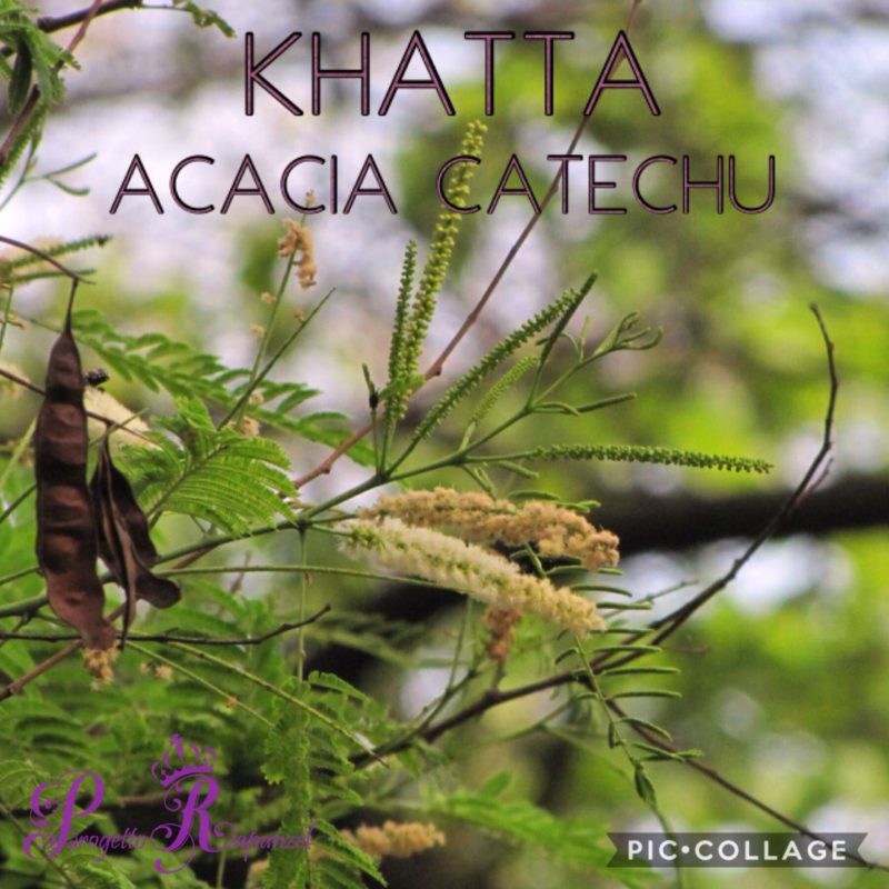 Kattha – Acacia Catechu – L’antico albero in fiore 