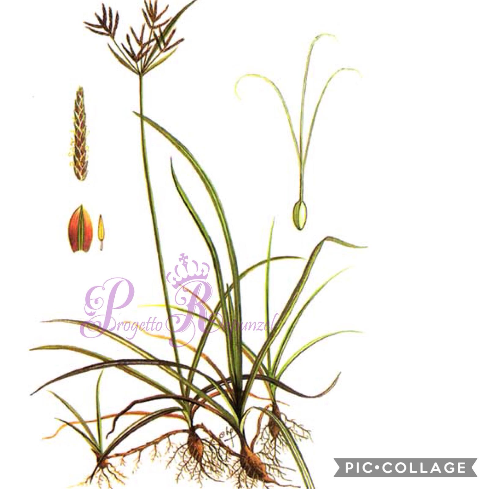 Сыть круглая Cyperus rotundus