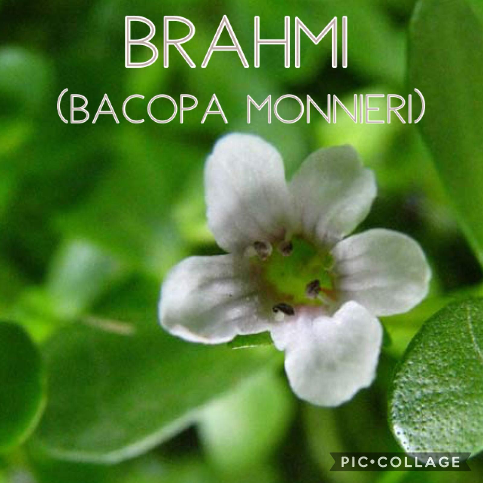 Brahmi (Bacopa Monnieri - Isopo d'acqua)